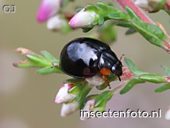 zwart lieveheersbeestje (2048*1536)<br>(exochomus nigromaculatus)